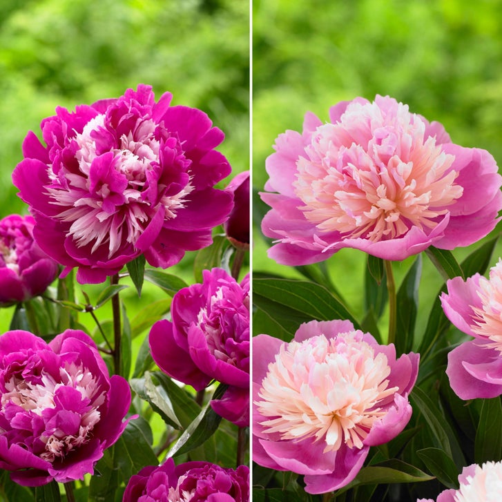 Longfield Gardens Classic Peony Collection, 8 Plants | Costco