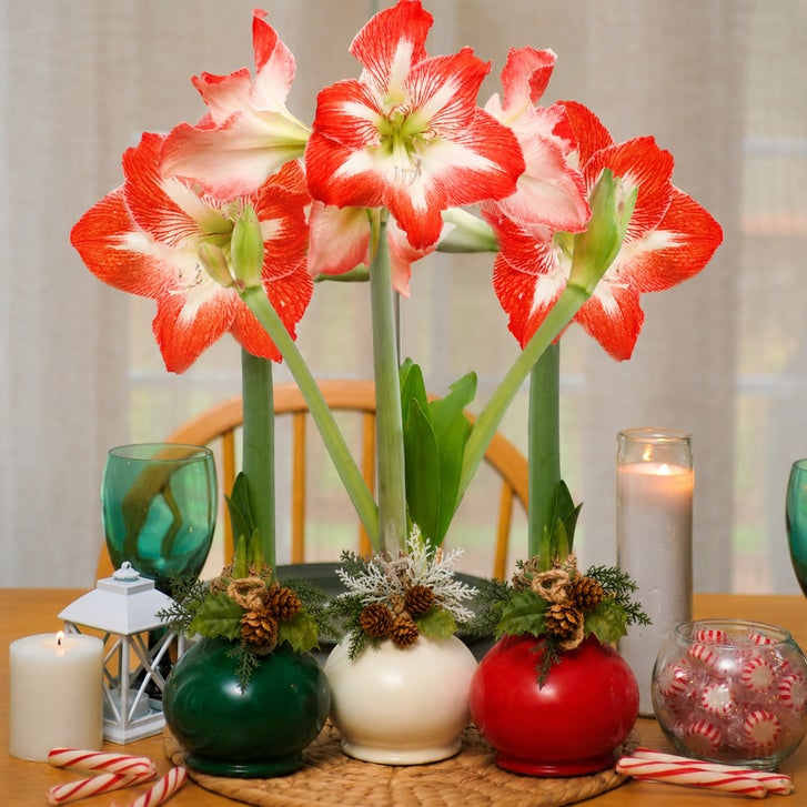 Bloomaker Holiday Waxed Amaryllis Trio, No Water Needed | Costco