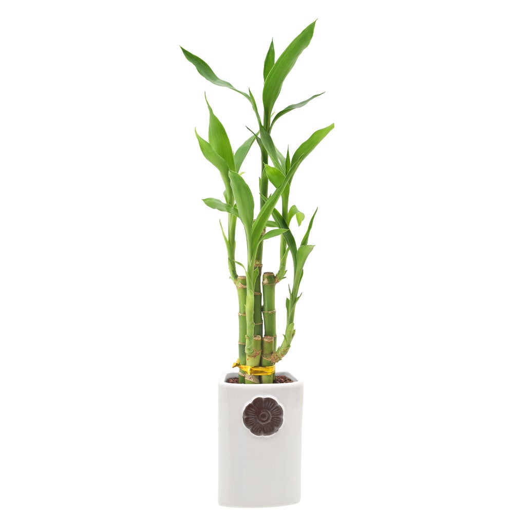 Enlarge Product Preview 1