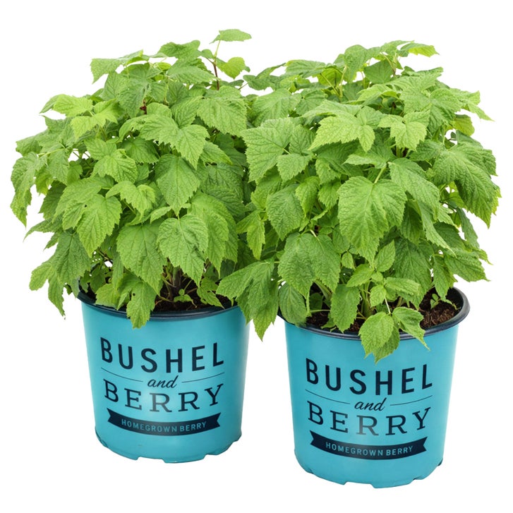 Compact Raspberry Shortcake Plant Alder & Oak Raspberry Shortcake Shrub, 2-pack | Costco