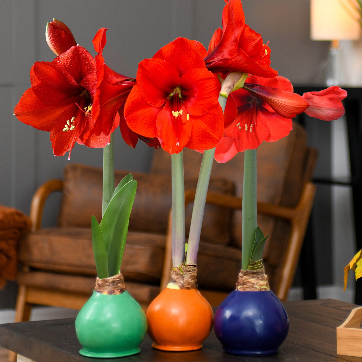 Bloomaker Fall Harvest Trio – Waxed Amaryllis | Costco