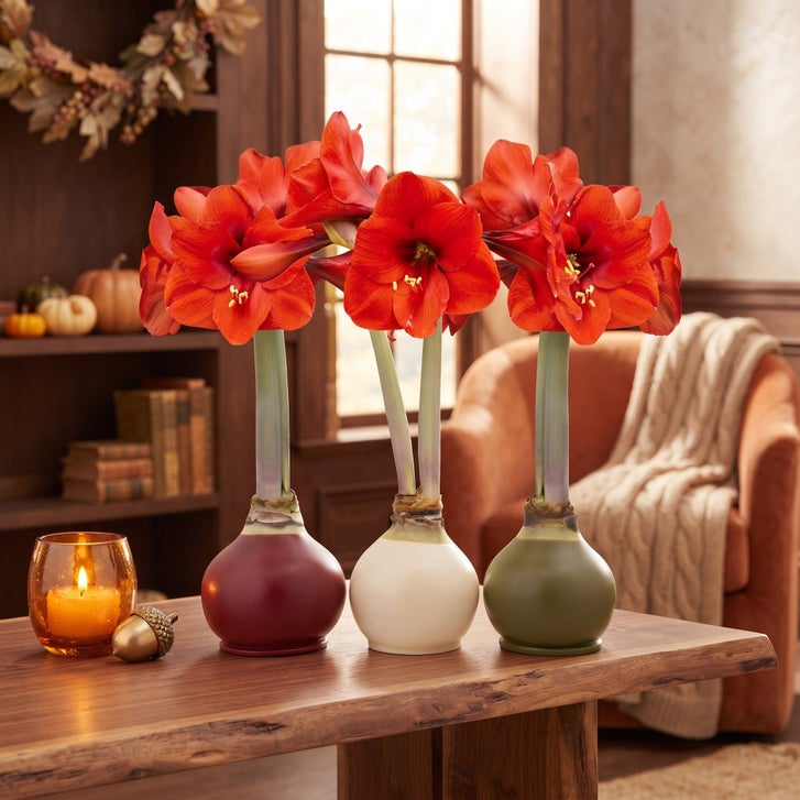 Amaryllis★セール様 リクエスト 3点 まとめ商品 Bloomaker Fall Harvest Waxed Amaryllis Trio, No Water Needed | Costco