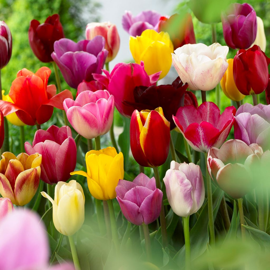 Van Zyverden Tulips 50 Mammoth Bulbs | Costco