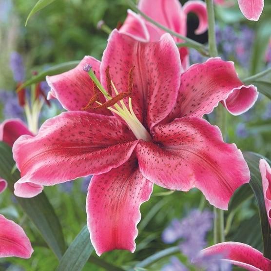 メリー花子 Longfield Gardens Lily Collections, 35-count | Costco