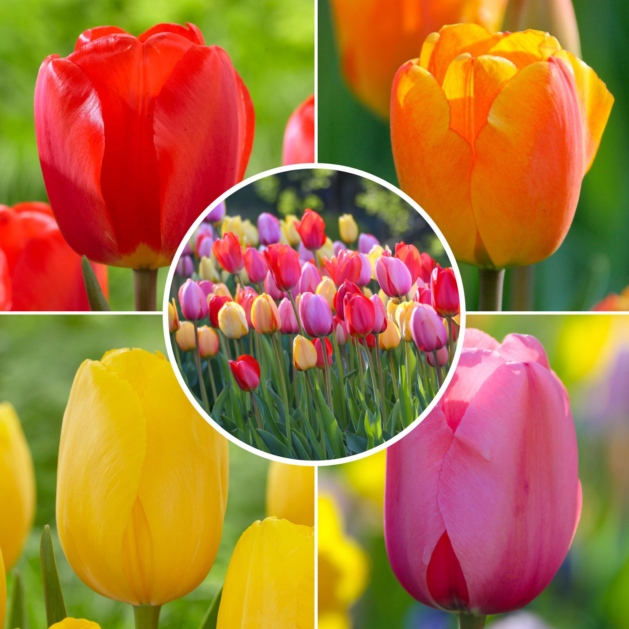 Longfield Gardens Tulip Collections, 100-count