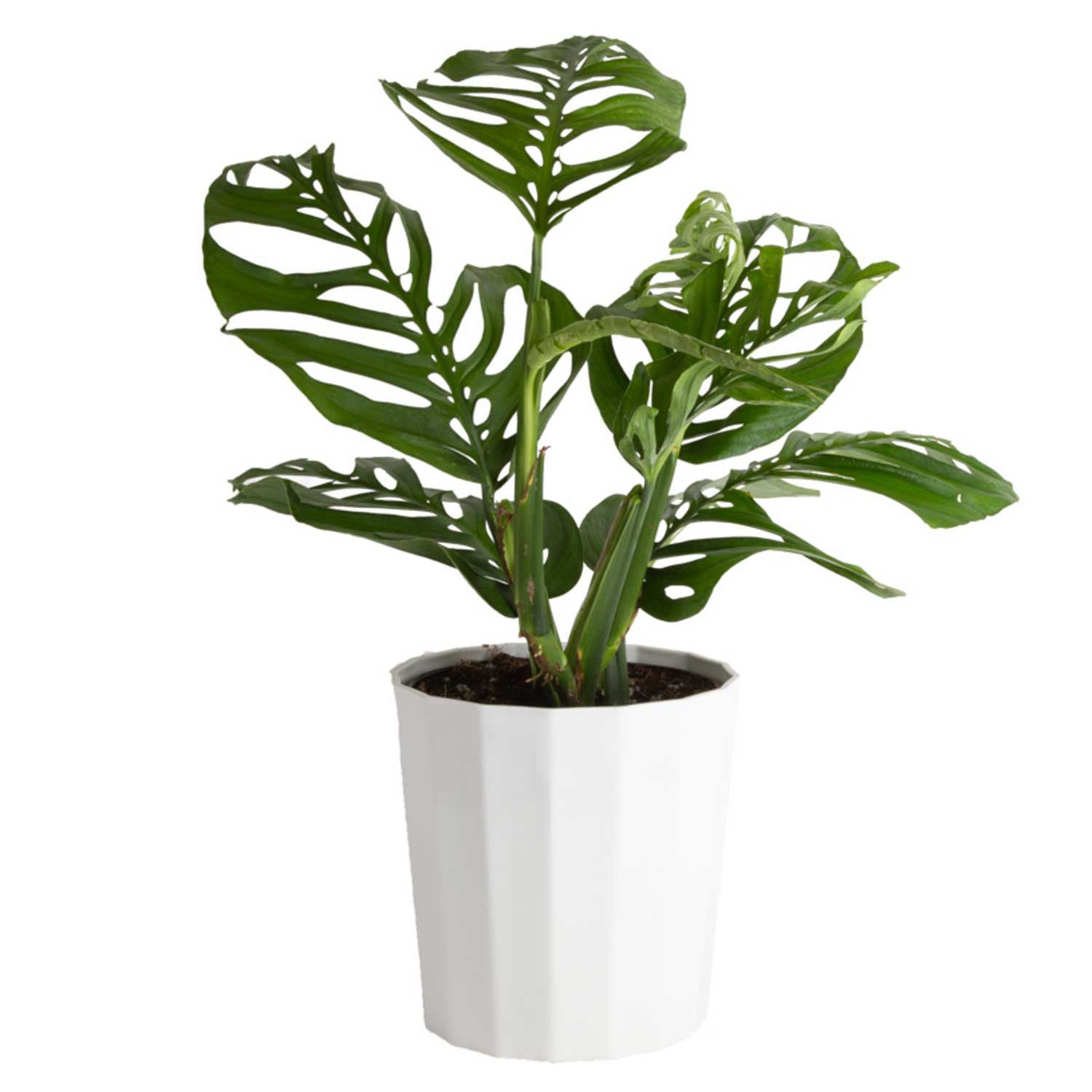 Costa Farms Monstera Esqueleto Houseplant in Decor Planter | Costco