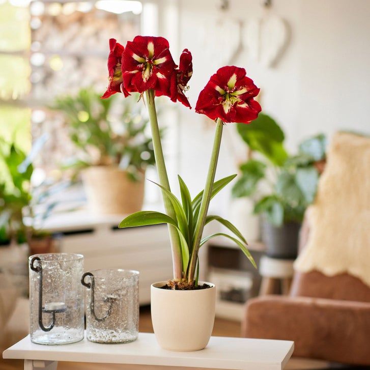 Longfield Gardens Red Amaryllis, 4-bulbs | Costco