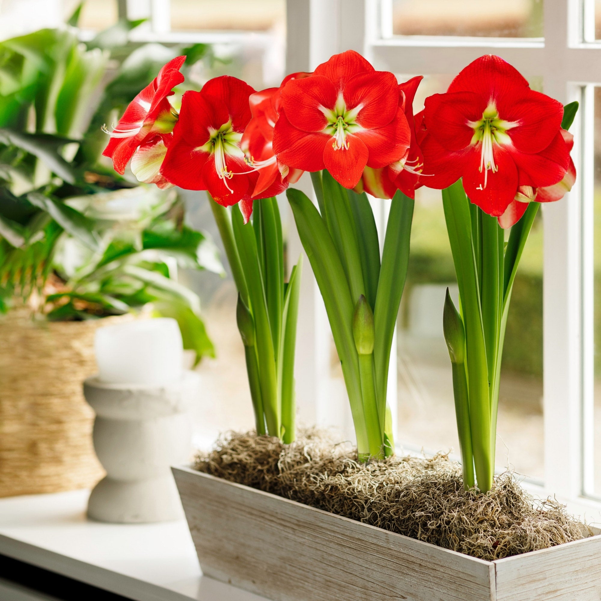 amaryllis コンピ 1594536-847__1.jpg