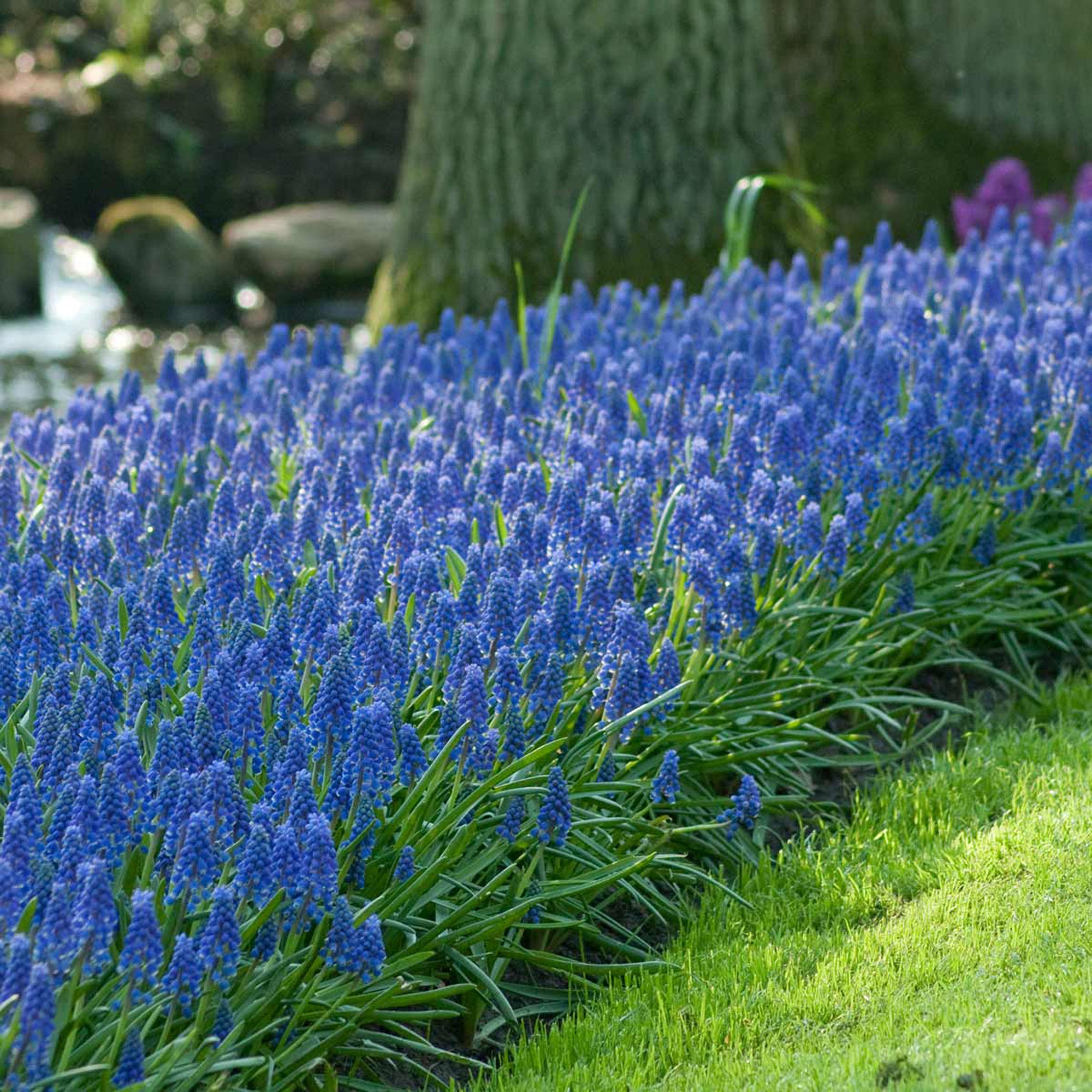 Longfield Gardens Muscari 'Armeniacum'