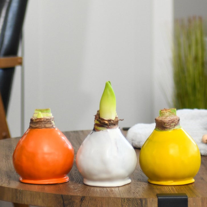Bloomaker Fall Sweets Trio – Waxed Amaryllis | Costco