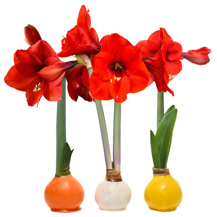 Bloomaker Fall Sweets Trio – Waxed Amaryllis | Costco