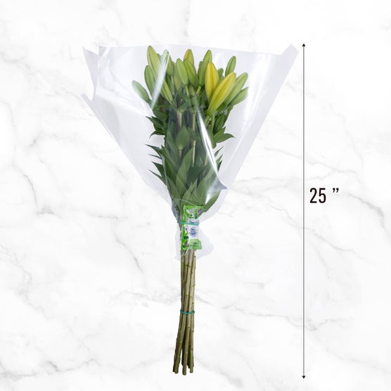 Enlarge Product Preview 5