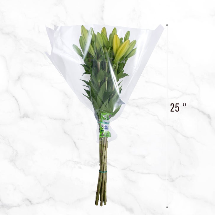 Enlarge Product Preview 6