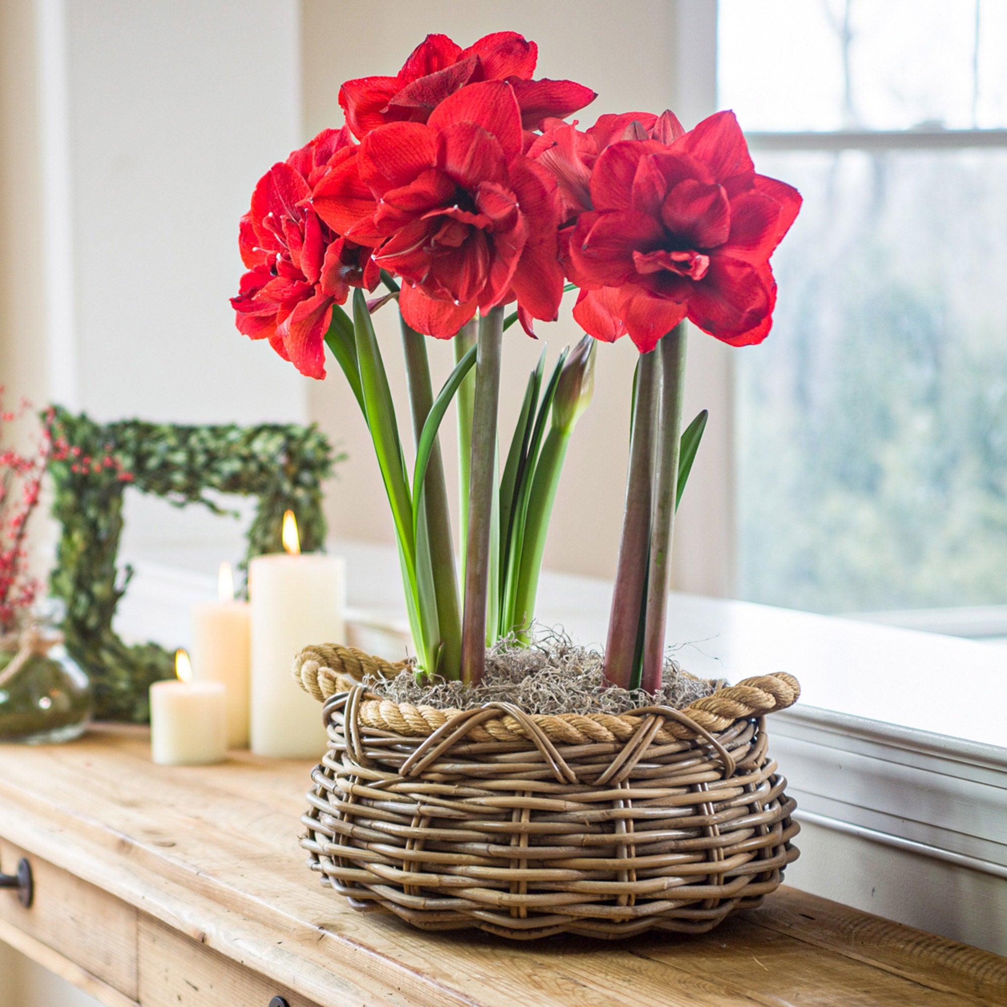 Longfield Gardens Double Flowering Amaryllis, 4-bulbs | Costco