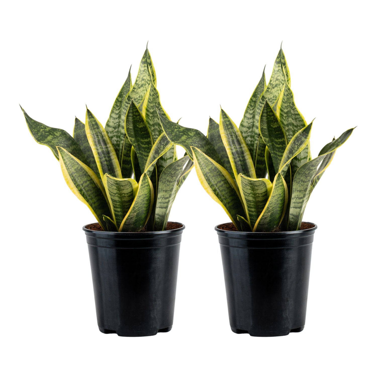 Costa Farms Sansevieria, Snake Plant, Houseplant in Nursery Pot, 2