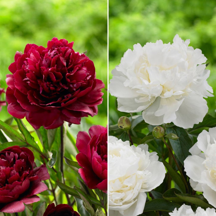 Longfield Gardens Classic Peony Collection, 8 Plants | Costco