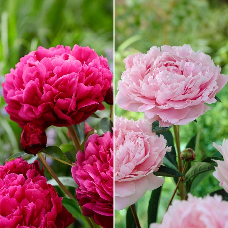 Longfield Gardens Classic Peony Collection, 8 Plants | Costco