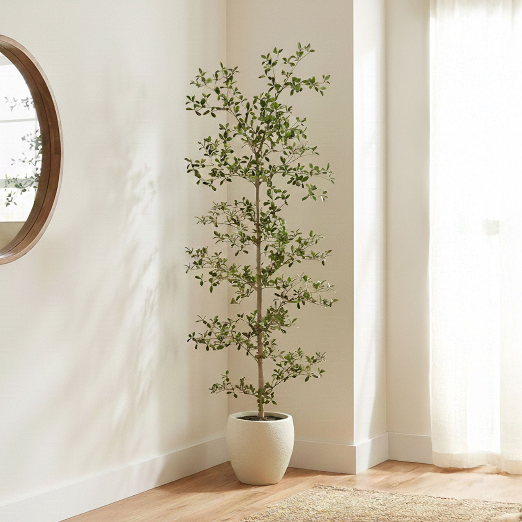 6.5' Faux Black Olive Tree