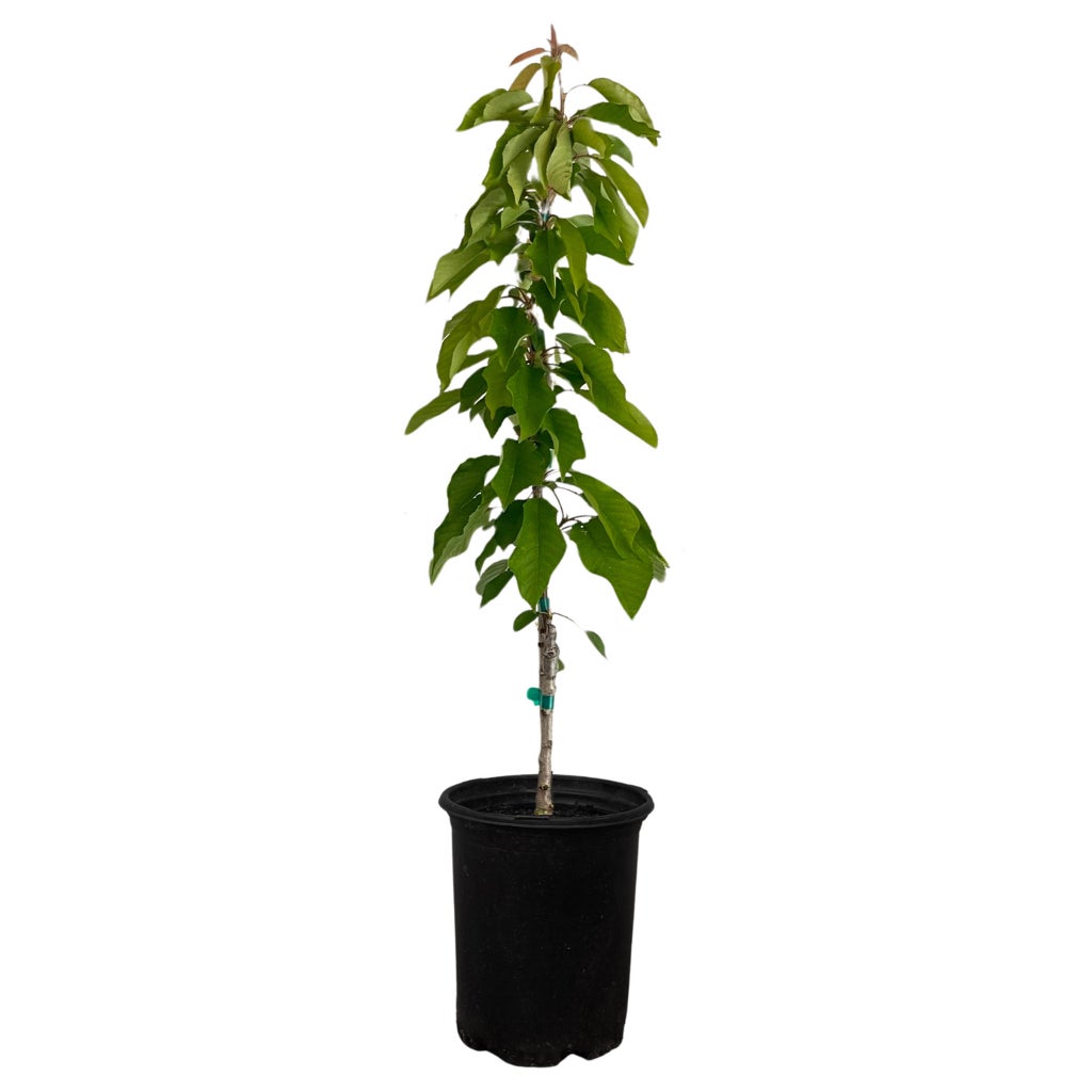 Alder & Oak EZ- Pick Cherry Tree | Costco