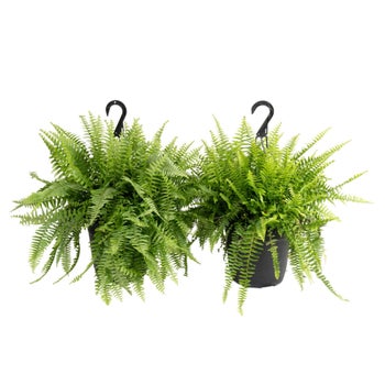 Easy to Care Boston Fern Houseplant in 10 in. Nursery Pot, 2-pack