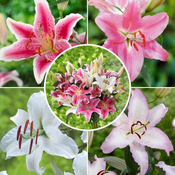 Longfield Gardens Lily Collections, 40-bulbs | Costco