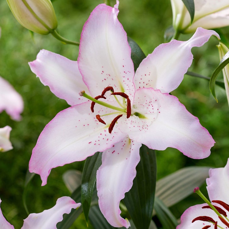 Longfield Gardens Lily Collections, 40-bulbs | Costco