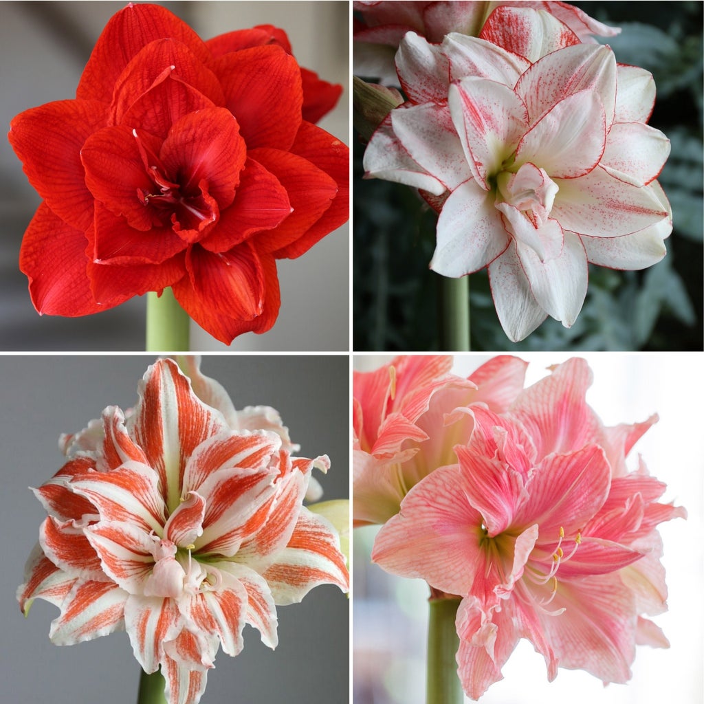 Longfield Gardens Amaryllis Collection, 4 Bulbs | Costco
