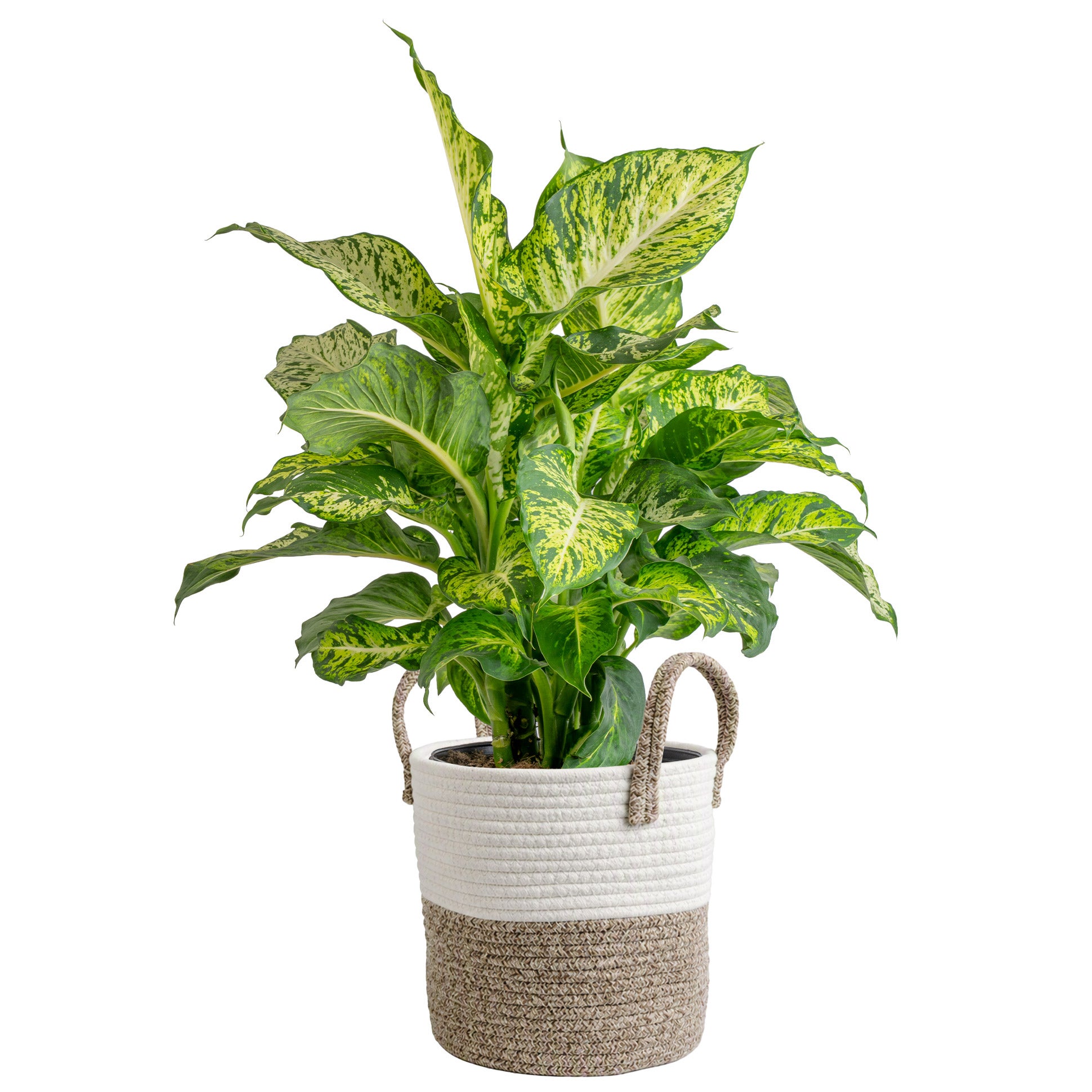 10" ASSORTED TROPICAL FOLIAGE