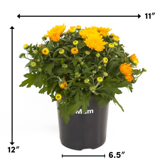 Enlarge Product Preview 3