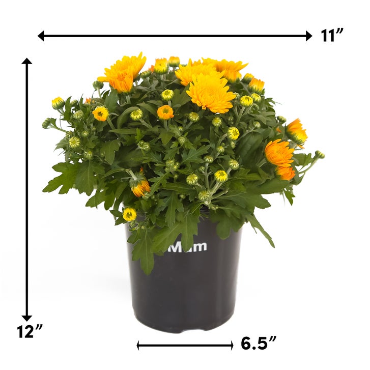 Enlarge Product Preview 4