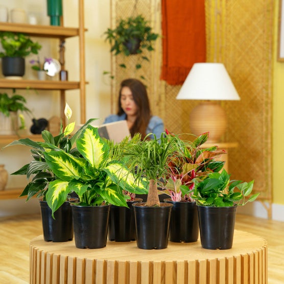 Enlarge Product Preview 3