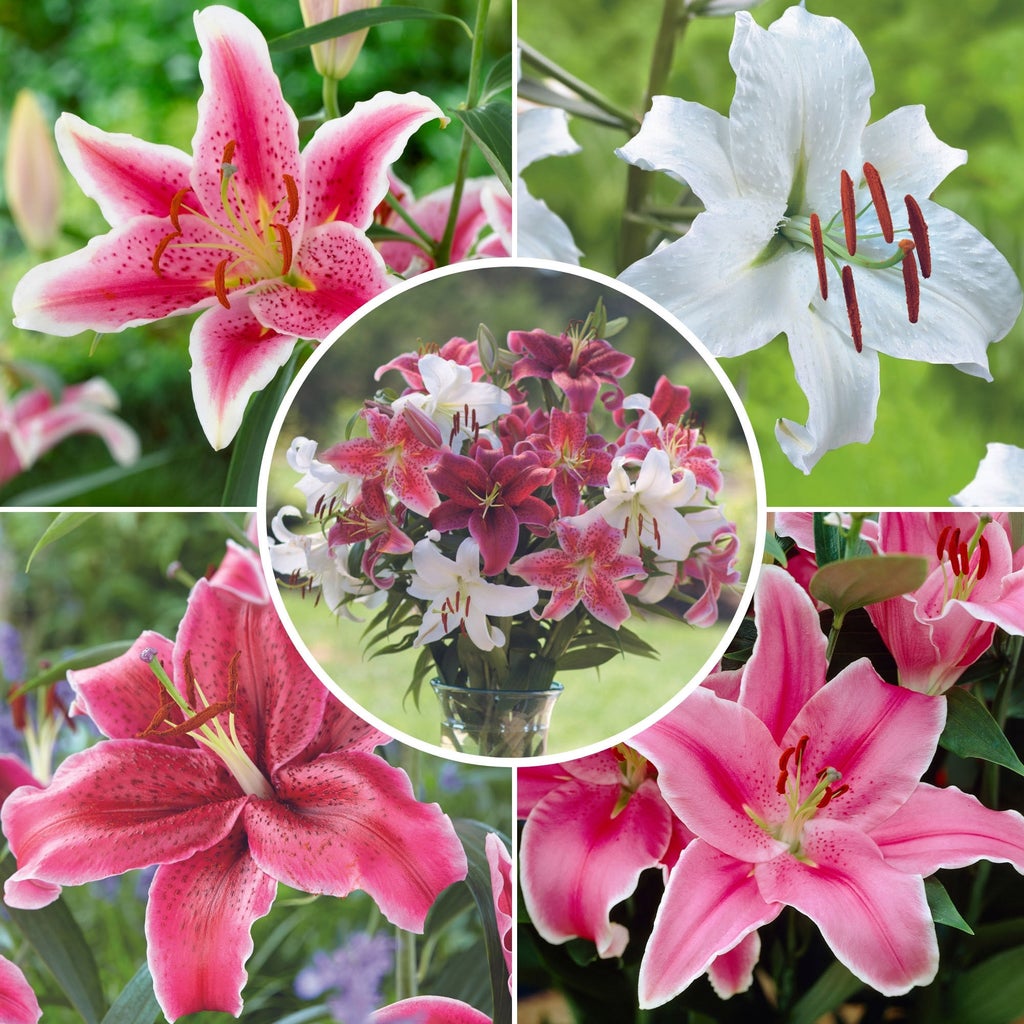 Lilly　0823 Longfield Gardens Lily Collections, 35-count | Costco