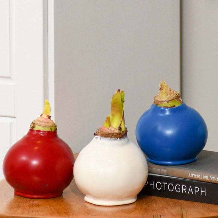 Bloomaker Patriotic Waxed Amaryllis Trio, No Water Needed | Costco