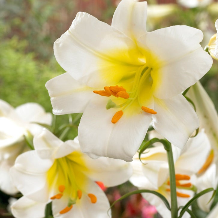 Van Zyverden Lily Bulbs | Costco