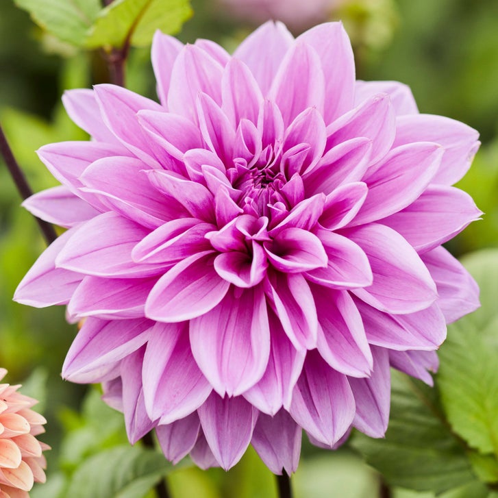 Longfield Gardens Dahlia Collections Pink and Purple, 12-count