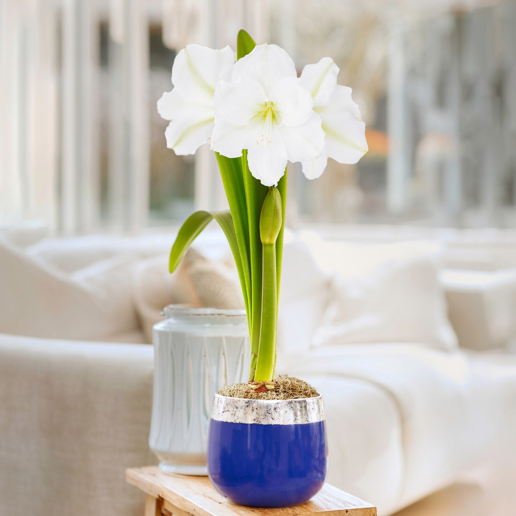 Longfield Gardens Amaryllis Christmas Gift Kit with Blue with