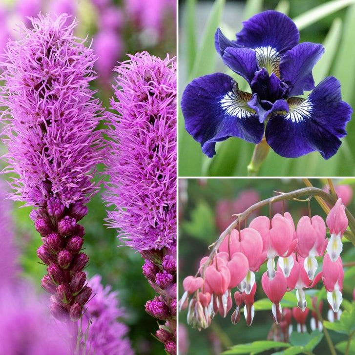 Longfield Garden Solution Collections | Costco