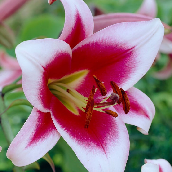 Van Zyverden Lily Bulbs | Costco