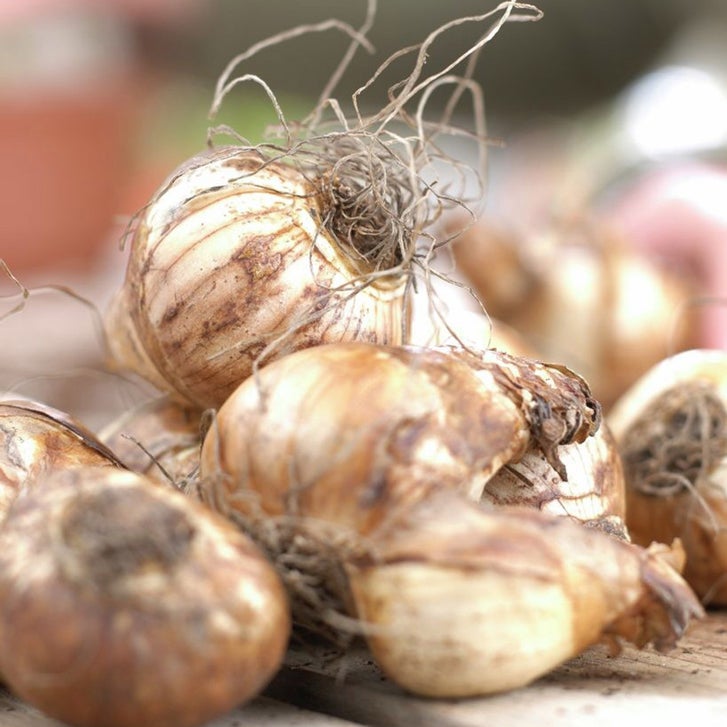 Deer Resistant Bulb Garden - Set of 100 Bulbs | Costco