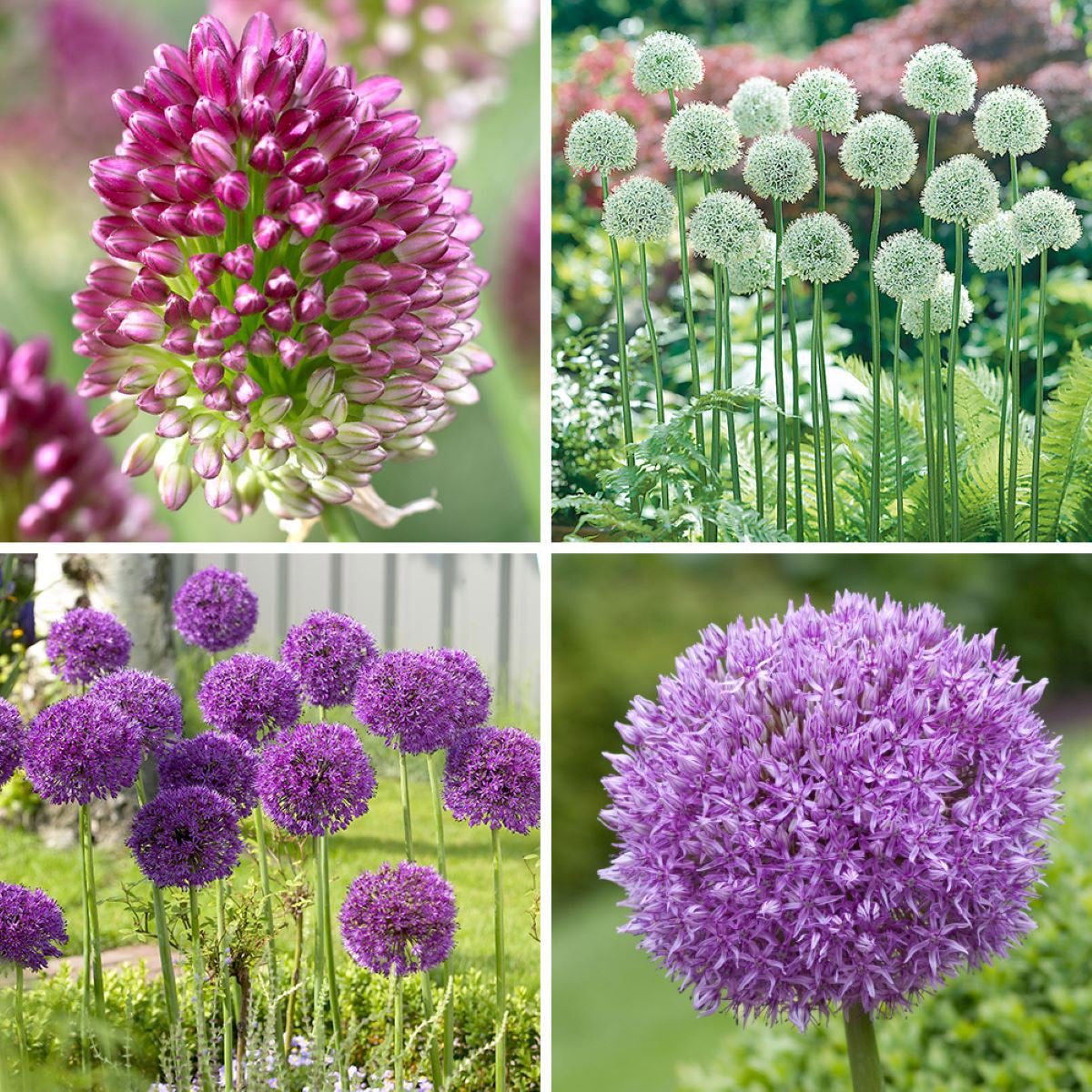 Longfield Gardens Allium Perennial Garden, 75-bulbs | Costco