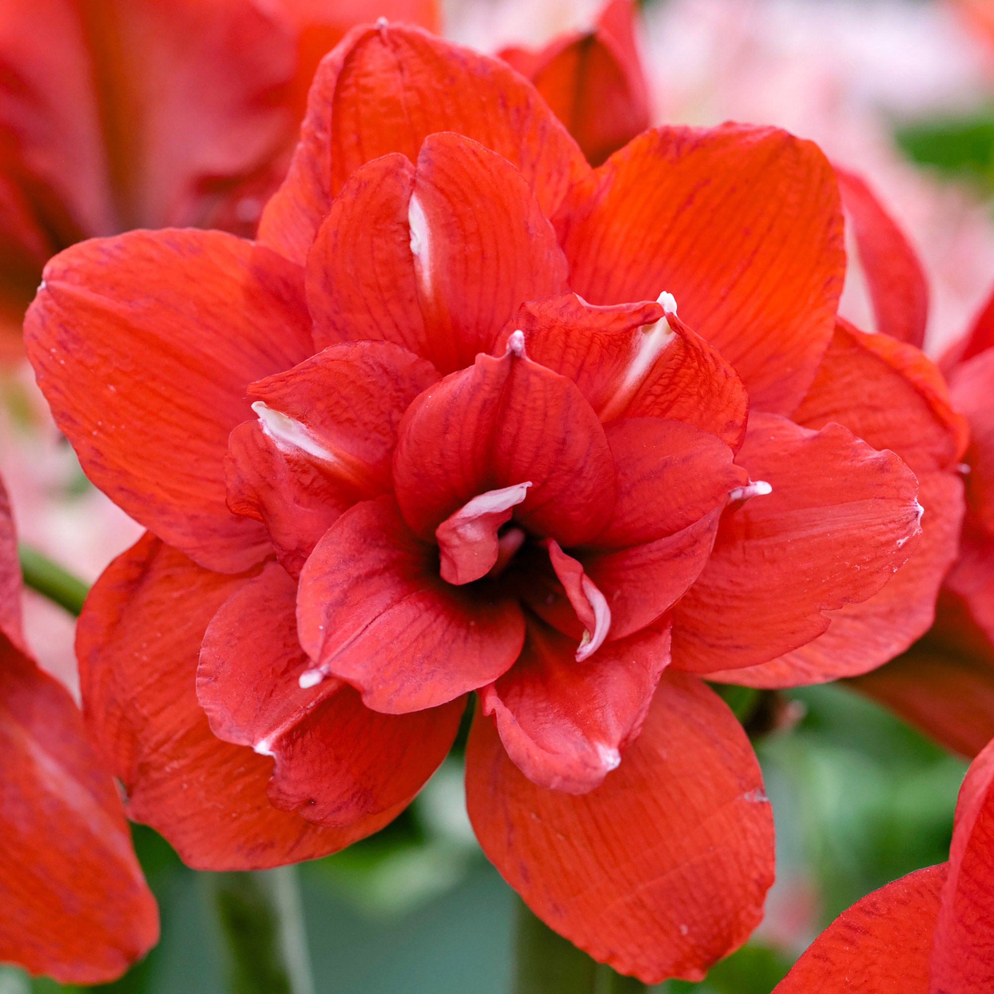 Longfield Gardens Double Flowering Amaryllis, 4-bulbs | Costco