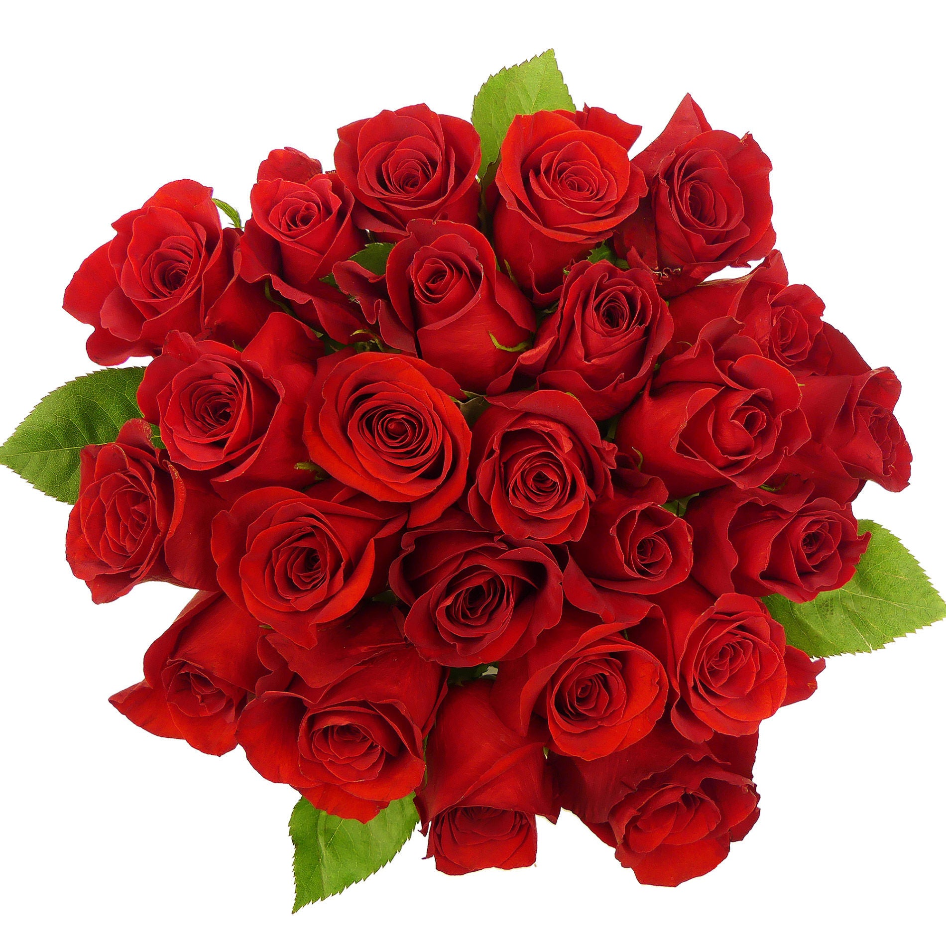 24 Count Premium Roses
