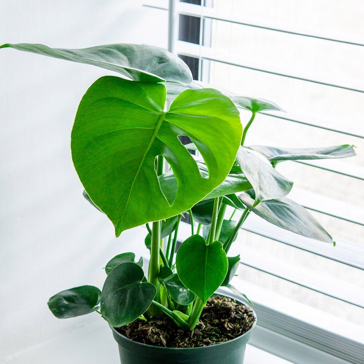 Monstera Deliciosa 2-pack | Costco