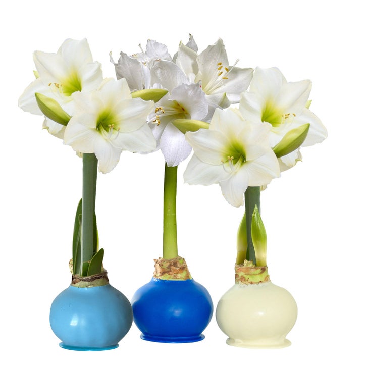 Bloomaker Hanukkah Waxed Amaryllis Trio, No Water Needed | Costco