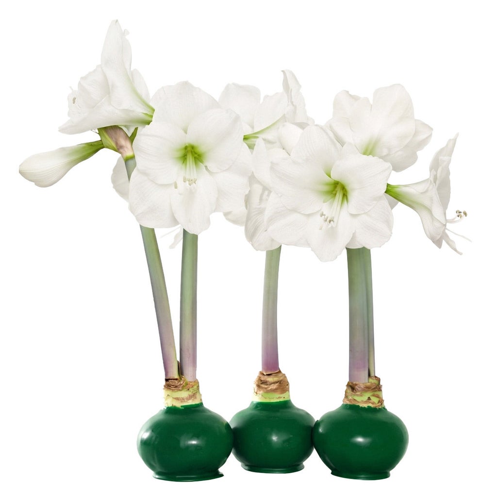 Bloomaker Waxed Amaryllis Trio, No Water Needed | Costco