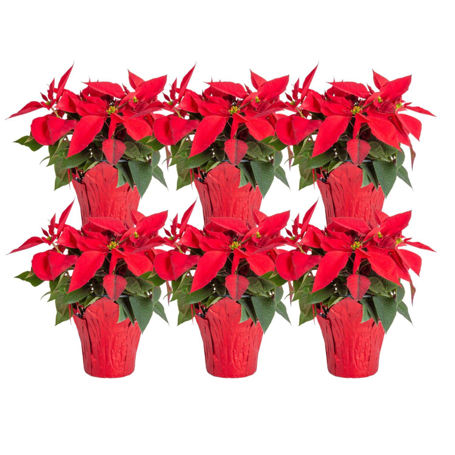 Costa Farms Red Poinsettia, Houseplant in Decor Cover, 6-pack | Costco