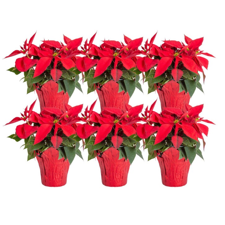 Costa Farms Red Poinsettia, Houseplant in Decor Cover, 6-pack | Costco