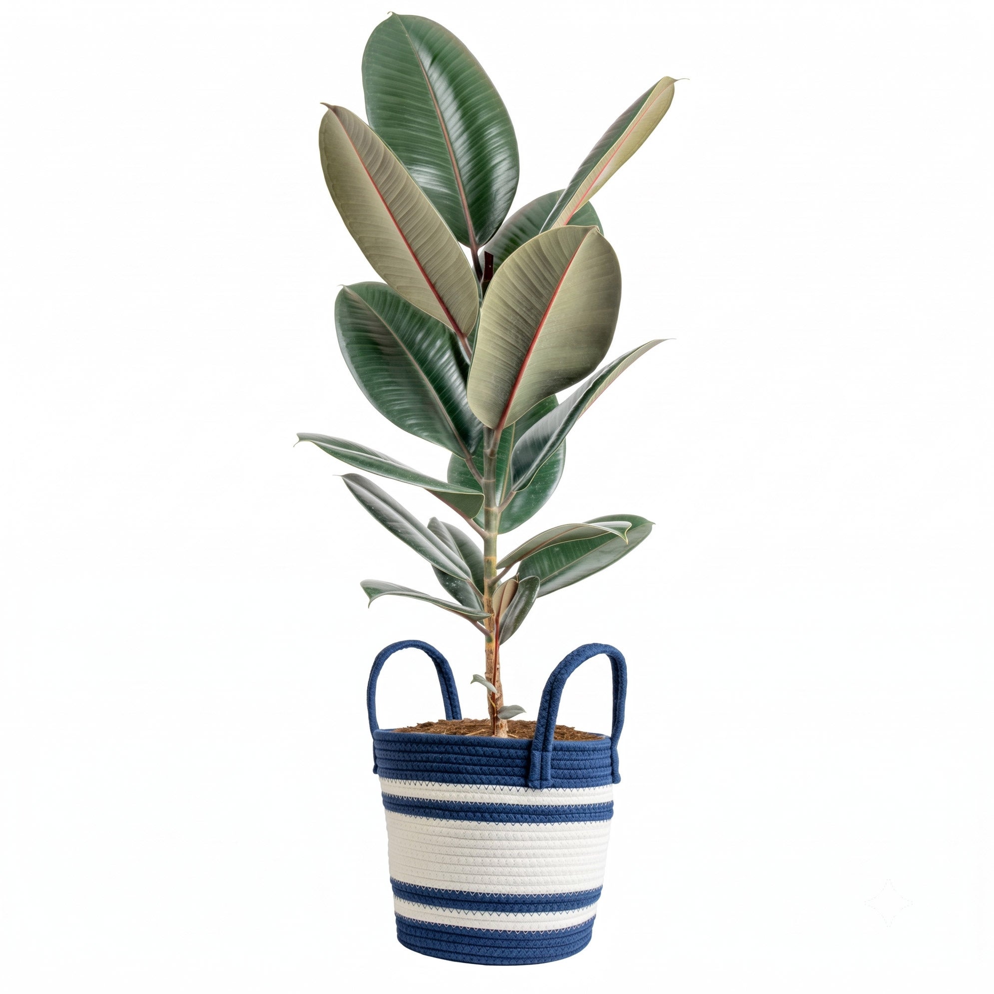10" ASSORTED TROPICAL FOLIAGE