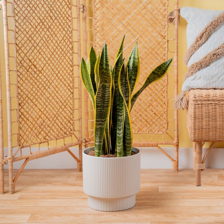 Enlarge Product Preview 3